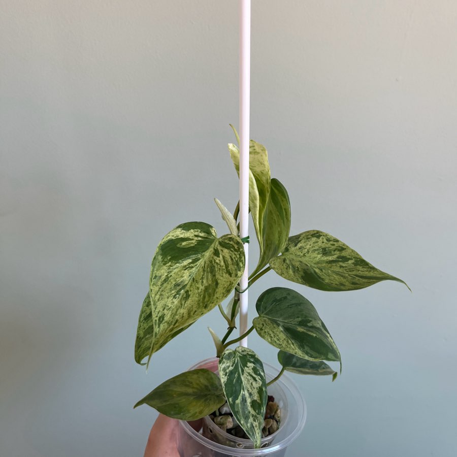 Philodendron hederaceum variegata