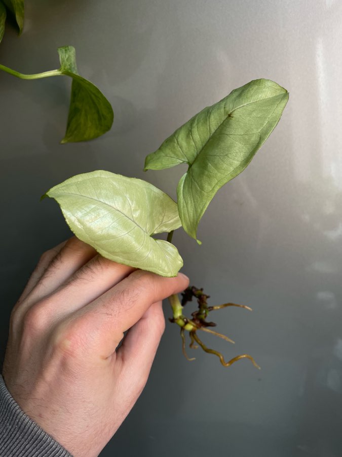 Syngonium Ngern Lai Ma Nguengi Laima sadzonka szczytowa 2
