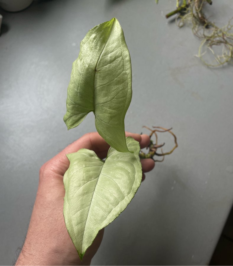 Syngonium Ngern Lai Ma Nguengi Laima sadzonka szczytowa