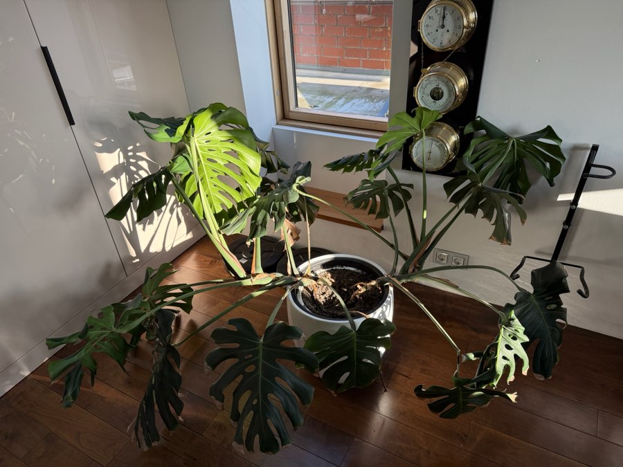 Monstera deliciosa bardzo duża 2m szeroka potwór 2