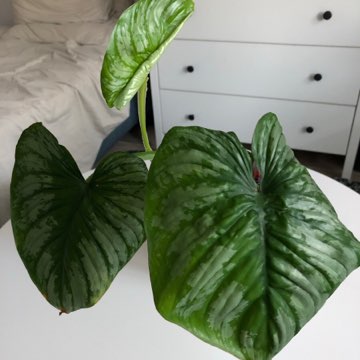 Philodendron Mamei