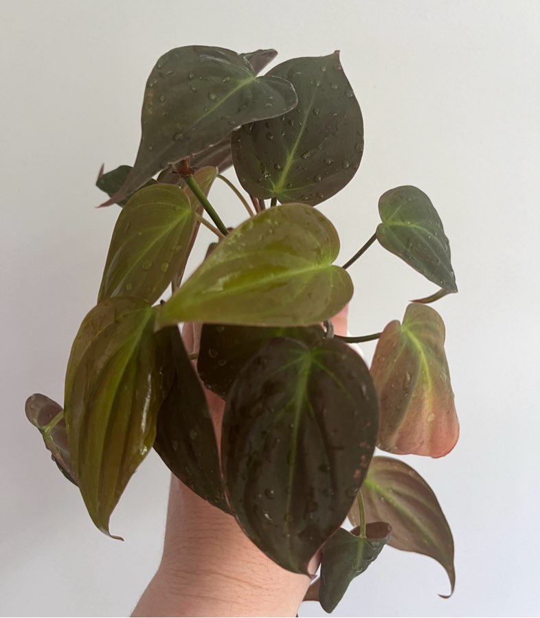 Philodendron micans