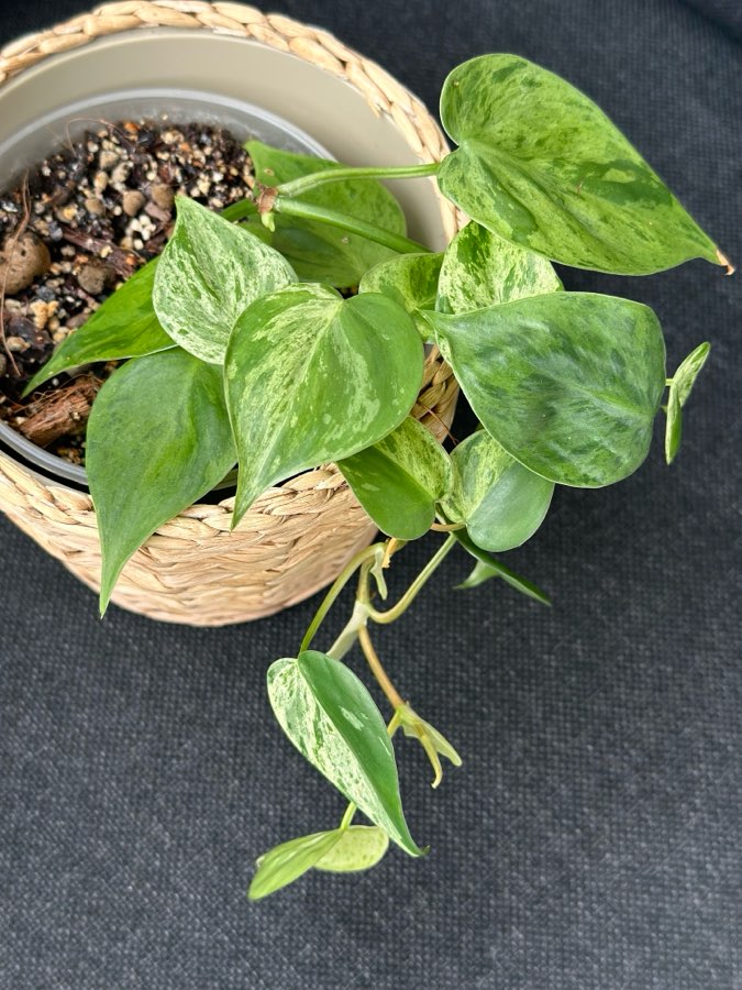 Philodendron Hederaceum oxycardium variegata 2