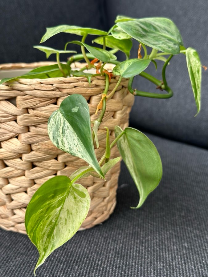 Philodendron Hederaceum oxycardium variegata 3