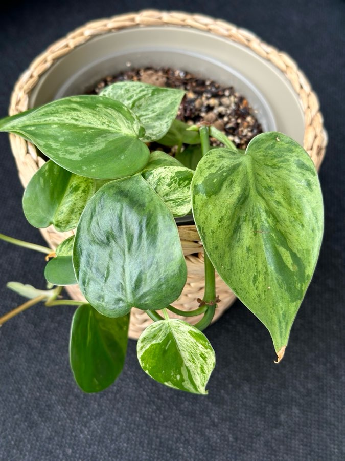 Philodendron Hederaceum oxycardium variegata 4