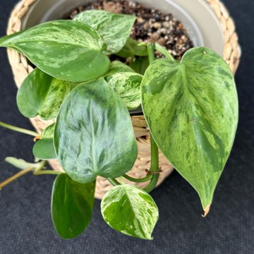 Philodendron Hederaceum oxycardium variegata
