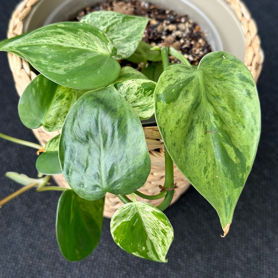 Philodendron Hederaceum oxycardium variegata