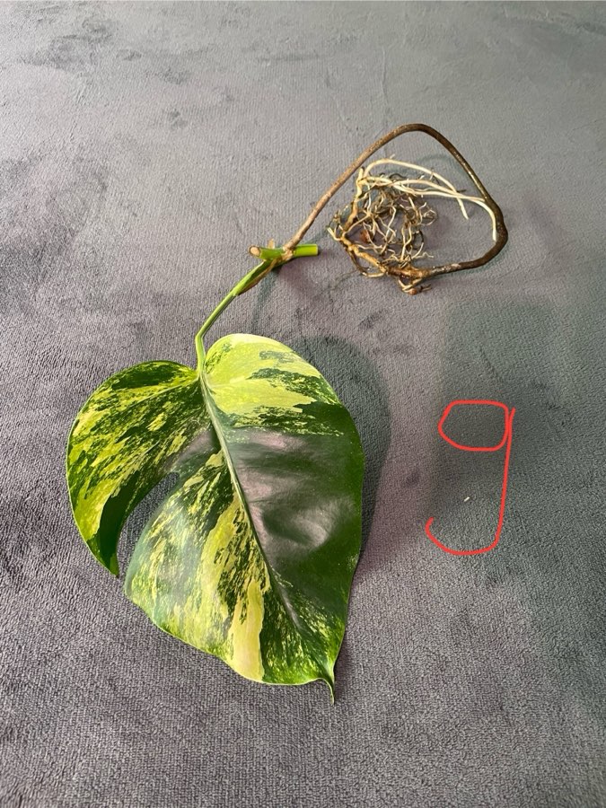 Monstera Marmorata 4