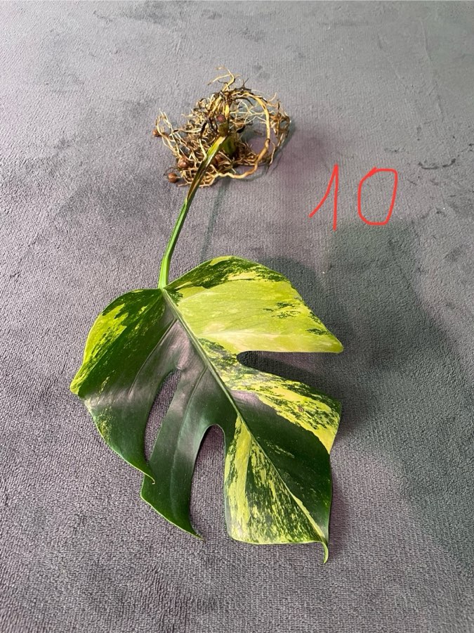 Monstera Marmorata 5