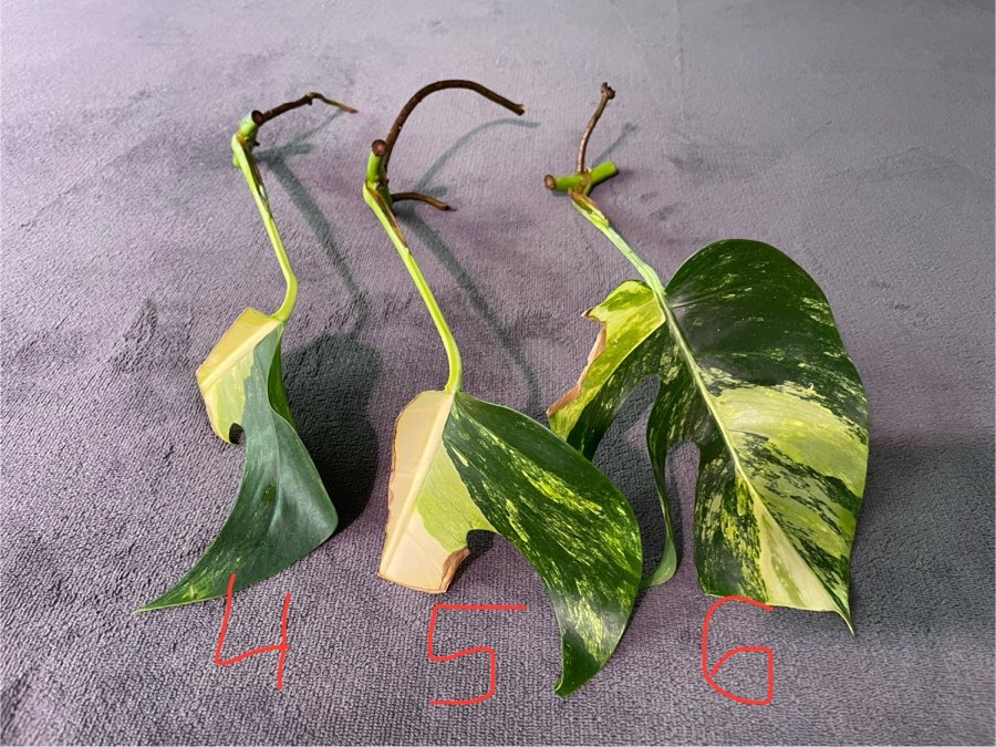 Monstera Marmorata 2