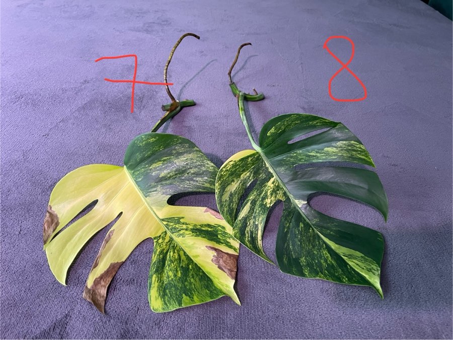 Monstera Marmorata 3