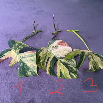 Monstera Marmorata