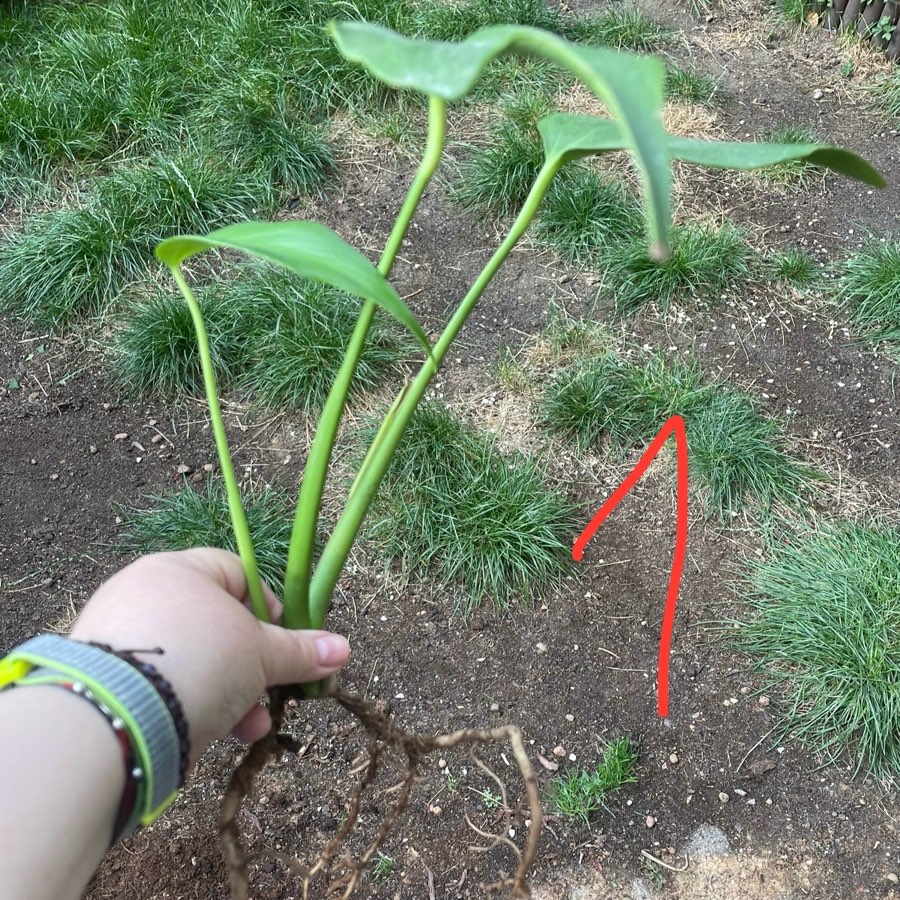 Monstera Burle Marx Flame