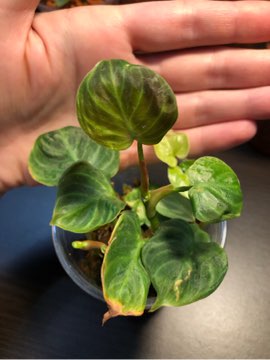 Philodendron El Choco Red
