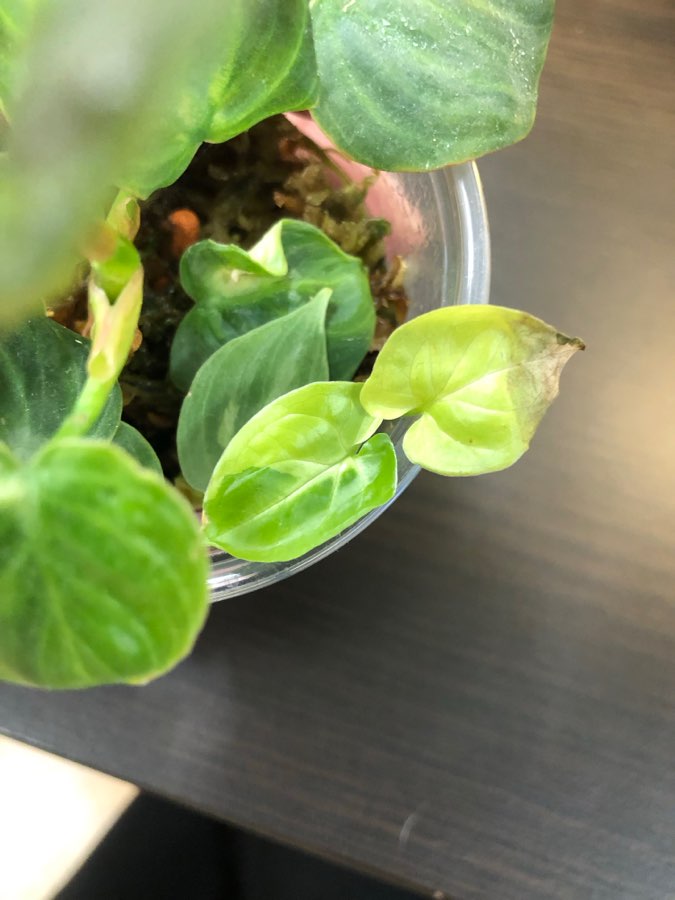 Philodendron El Choco Red 2