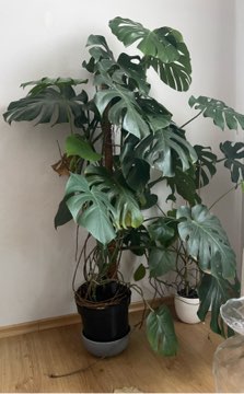 Monstera deliciosa
