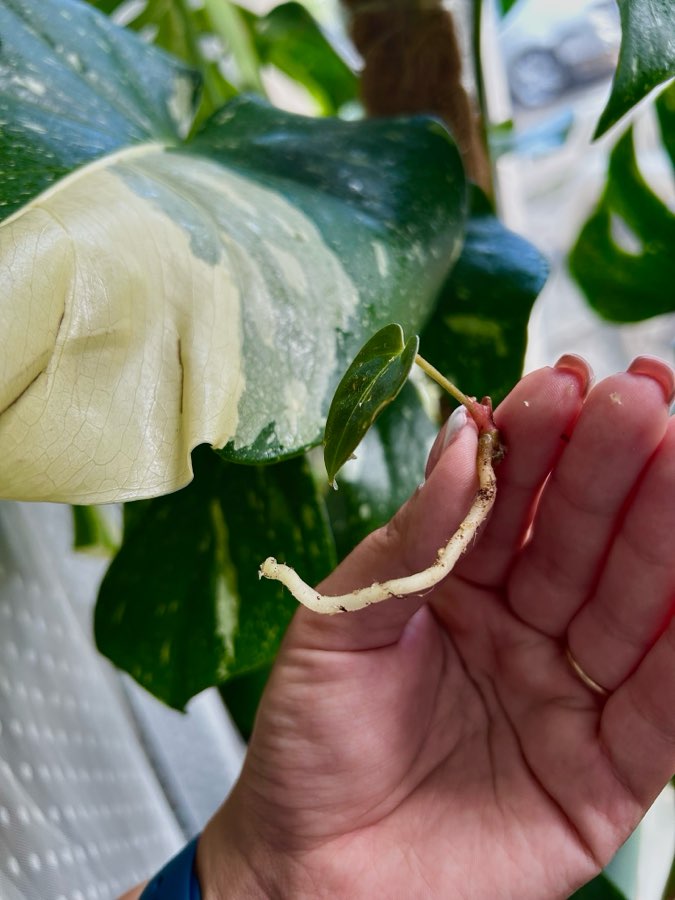 Anthurium Regale x Crystallinum 3