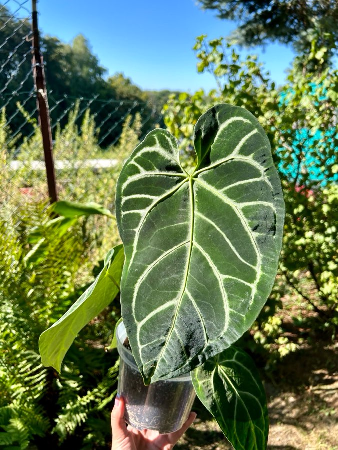 Anthurium Regale x Crystallinum 4