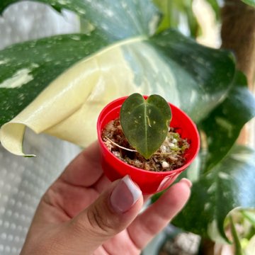 Anthurium Regale x Crystallinum