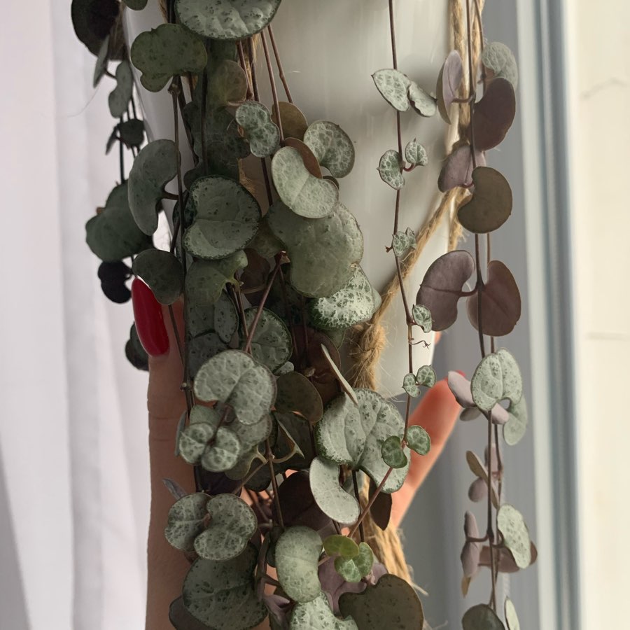 Ceropegia woodi 1w