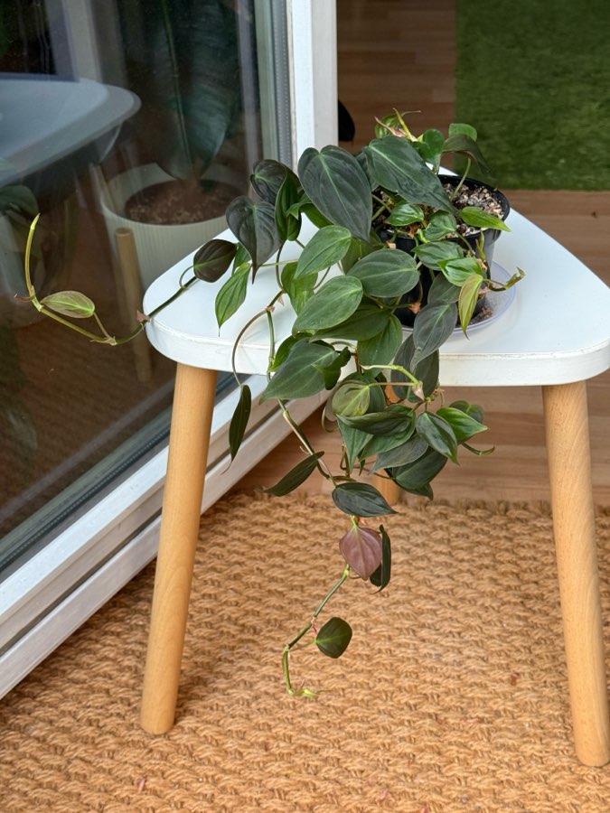 philodendron scandens micans 3
