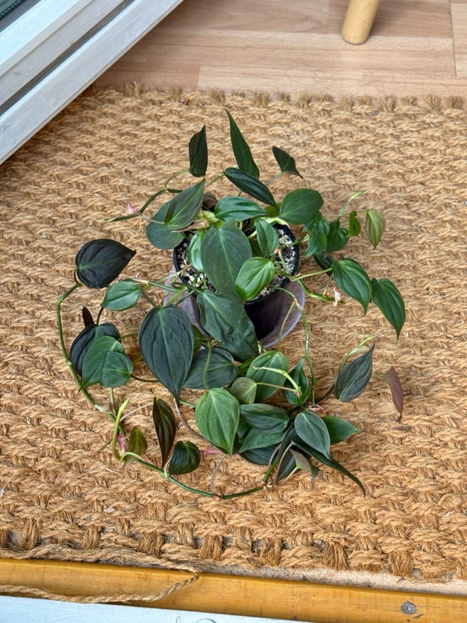philodendron scandens micans 2