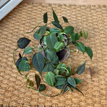 philodendron scandens micans