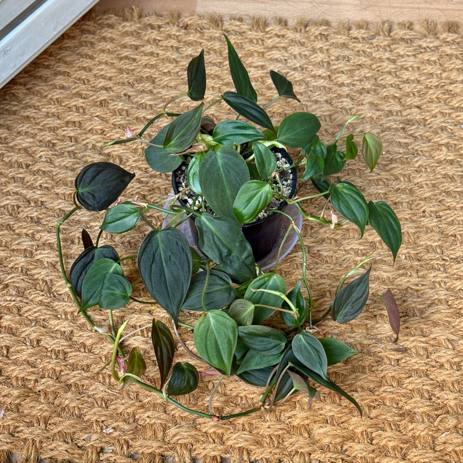philodendron scandens micans