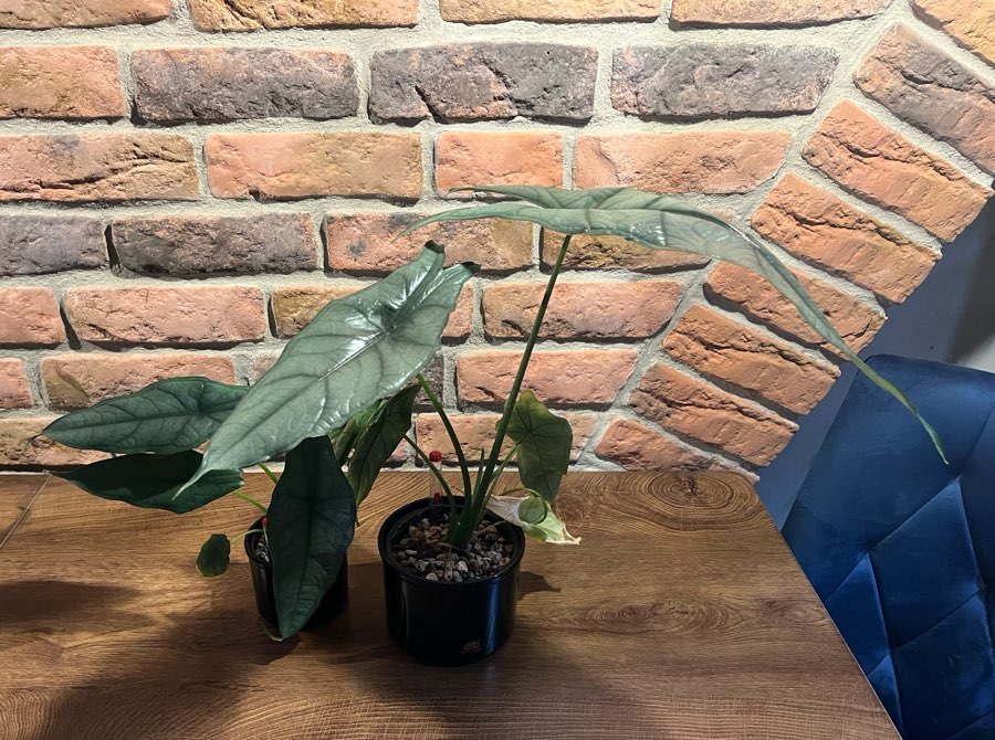 Alocasia Dragon Breath 3