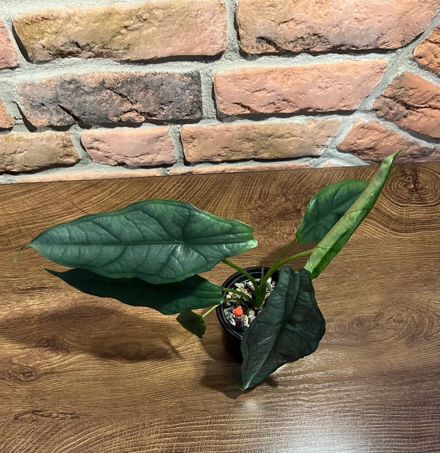 Alocasia Dragon Breath 2