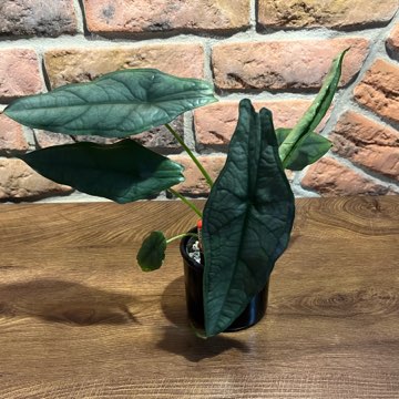 Alocasia Dragon Breath