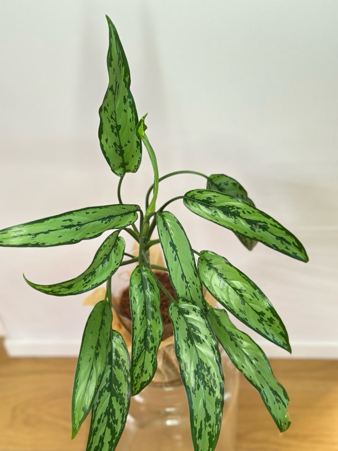 Aglaonema Cutlass 2