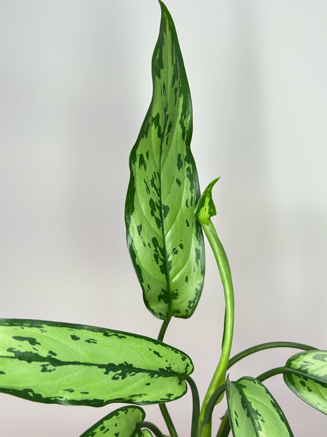 Aglaonema Cutlass 4