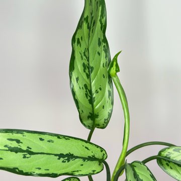 Aglaonema Cutlass