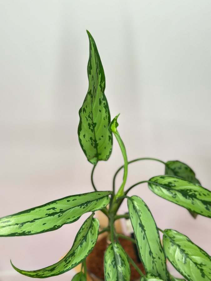 Aglaonema Cutlass 3