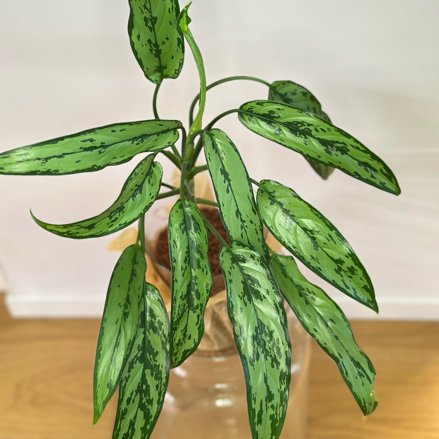 Aglaonema Cutlass