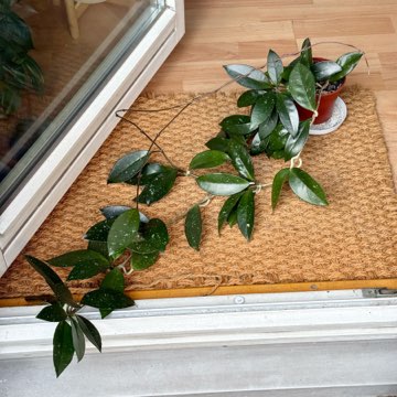 hoya carnosa