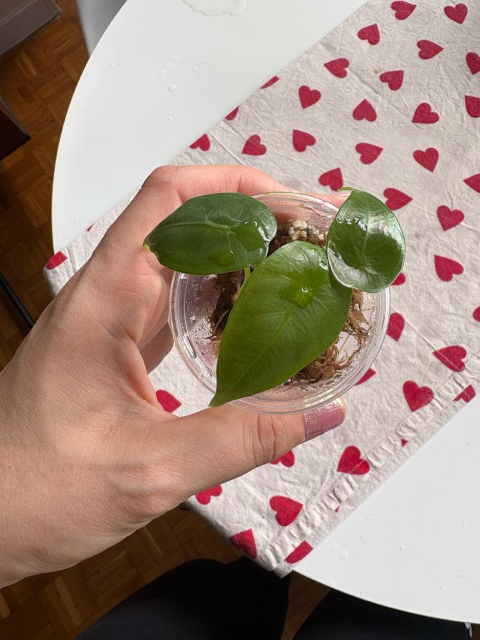 Alocasia Venusta maluszki 2