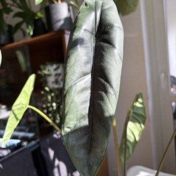 Alocasia Venusta bulwki
