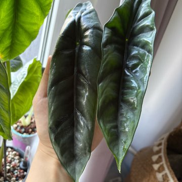 Alocasia Venusta maluszki