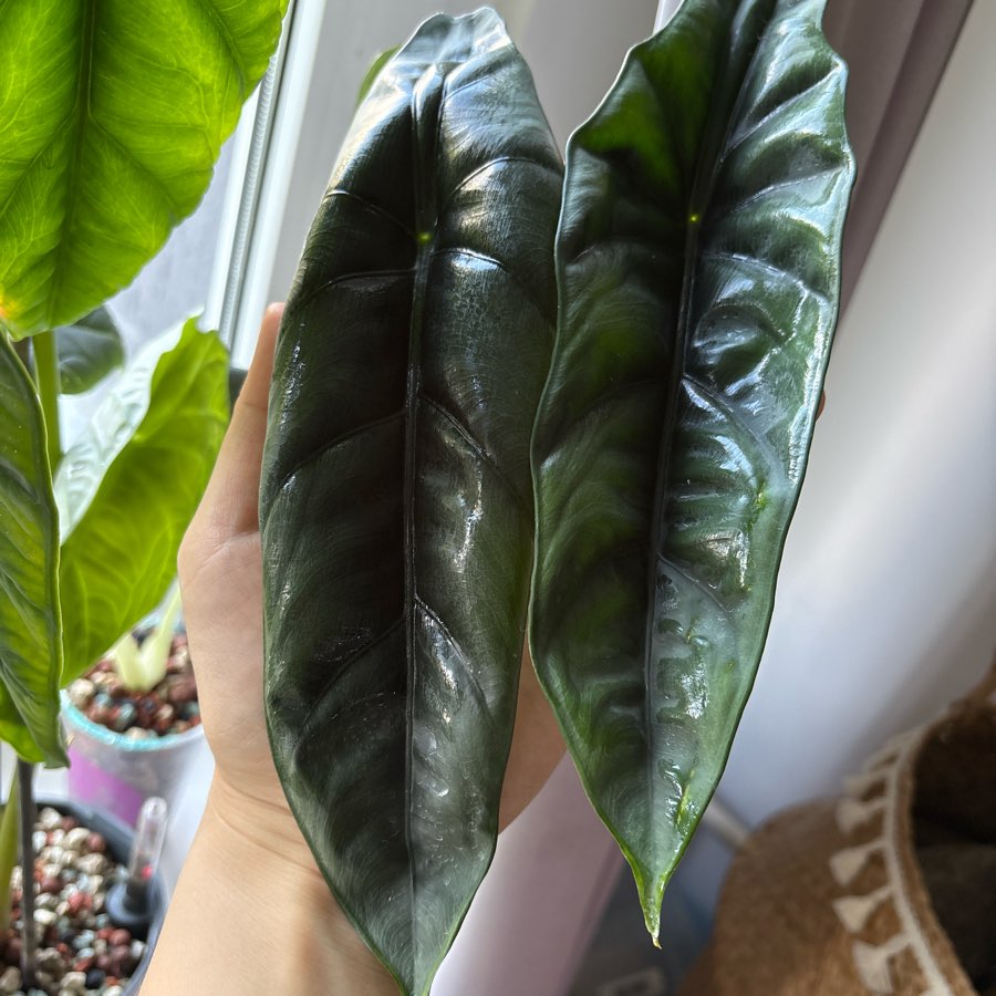 Alocasia Venusta maluszki