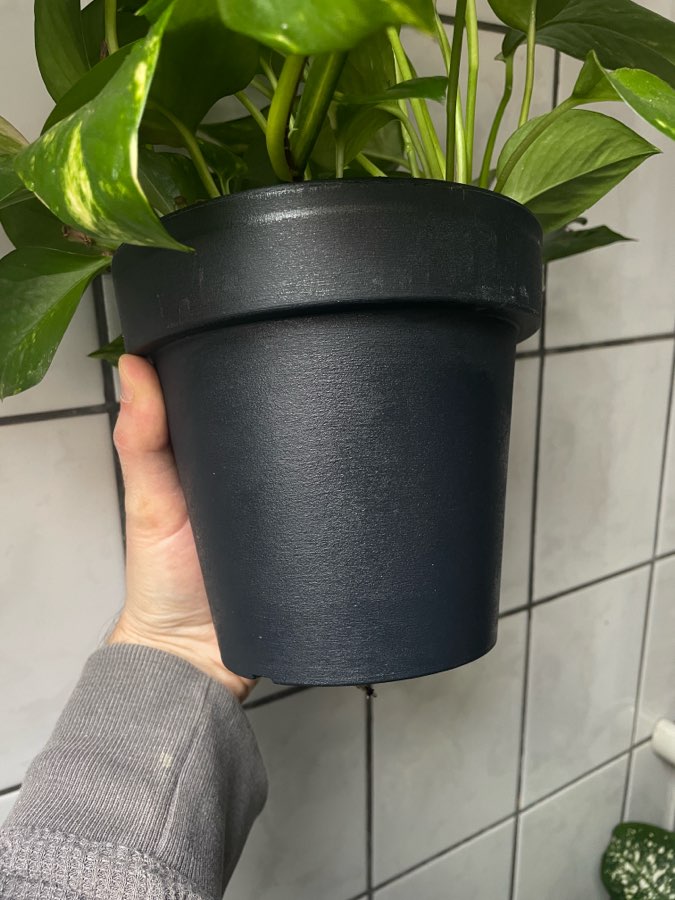 Epipremnum aurerum złociste 2