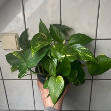Epipremnum aurerum złociste