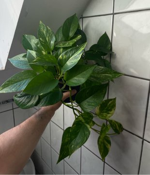 Epipremnum aurerum złociste