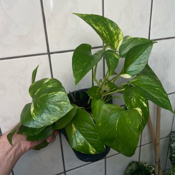 Epipremnum aurerum złociste