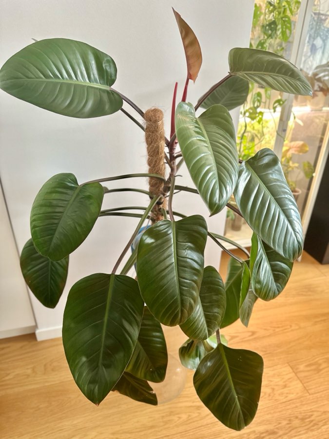 Philodendron Imperial Red 3