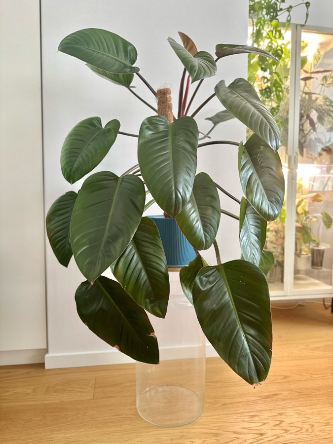 Philodendron Imperial Red 2