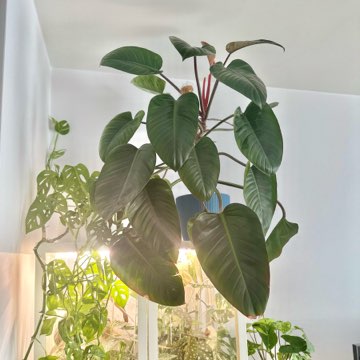 Philodendron Imperial Red