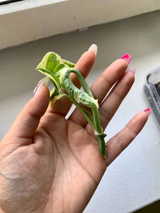 Epipremnum N’Joy 2