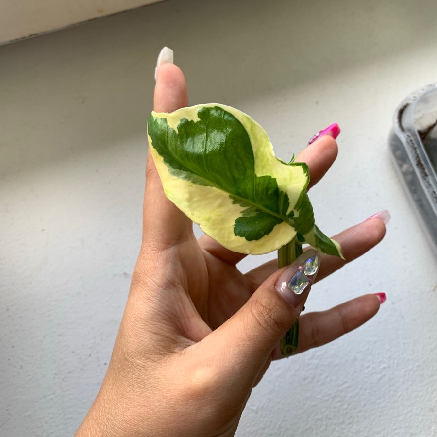 Epipremnum N’Joy